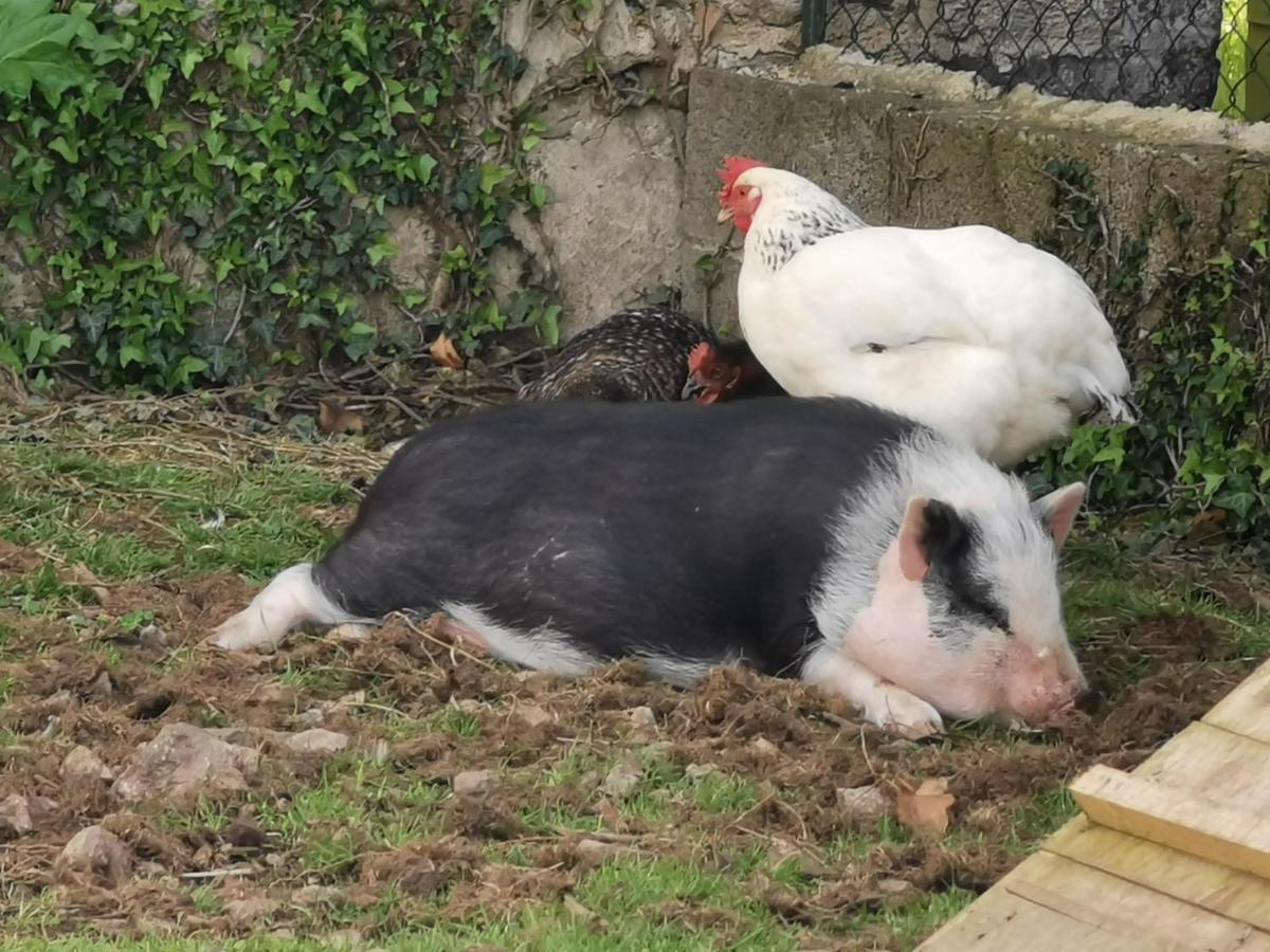 Bed and Breakfast Au Domaine De Gigie Chervettes Zewnętrze zdjęcie